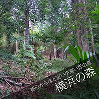 散骨樹木葬：横浜の森