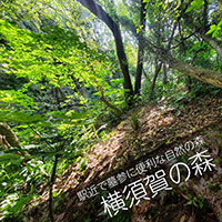 散骨樹木葬：横須賀の森