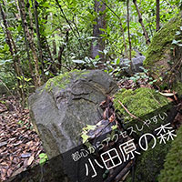散骨樹木葬：小田原の森