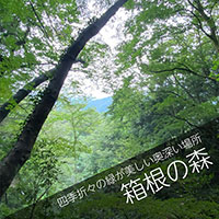散骨樹木葬：箱根の森