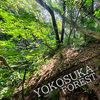Scattering ashes in YOKOSUKA FOREST